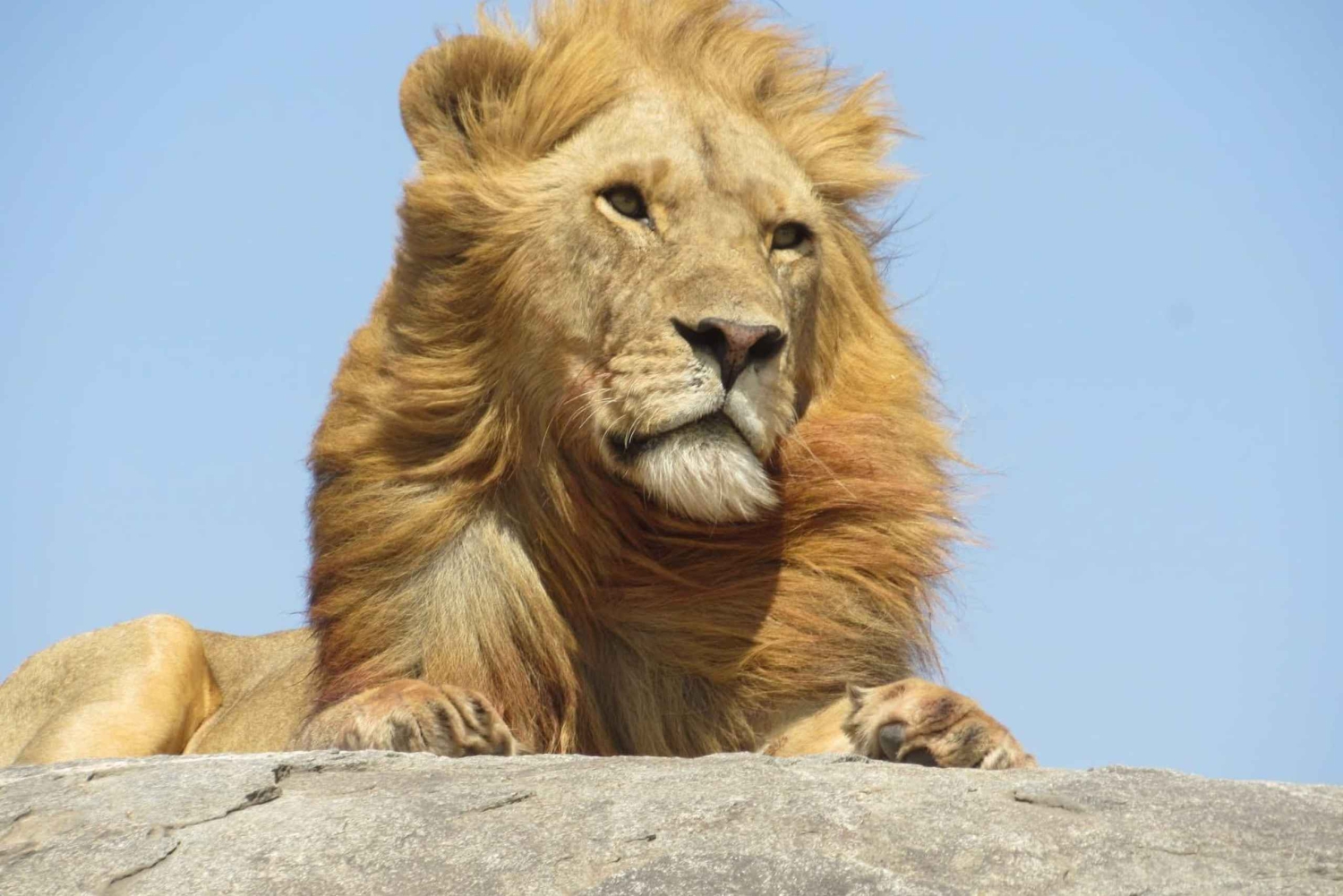 Partez de Mpumalanga pour un circuit de 7 jours au Parc Kruger et à Johannesburg