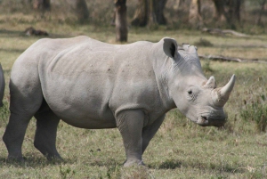 12 días de ruta de senderismo por el monte Kenia, lago Nakuru y safari en Masái Mara