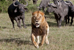 12 días de ruta de senderismo por el monte Kenia, lago Nakuru y safari en Masái Mara