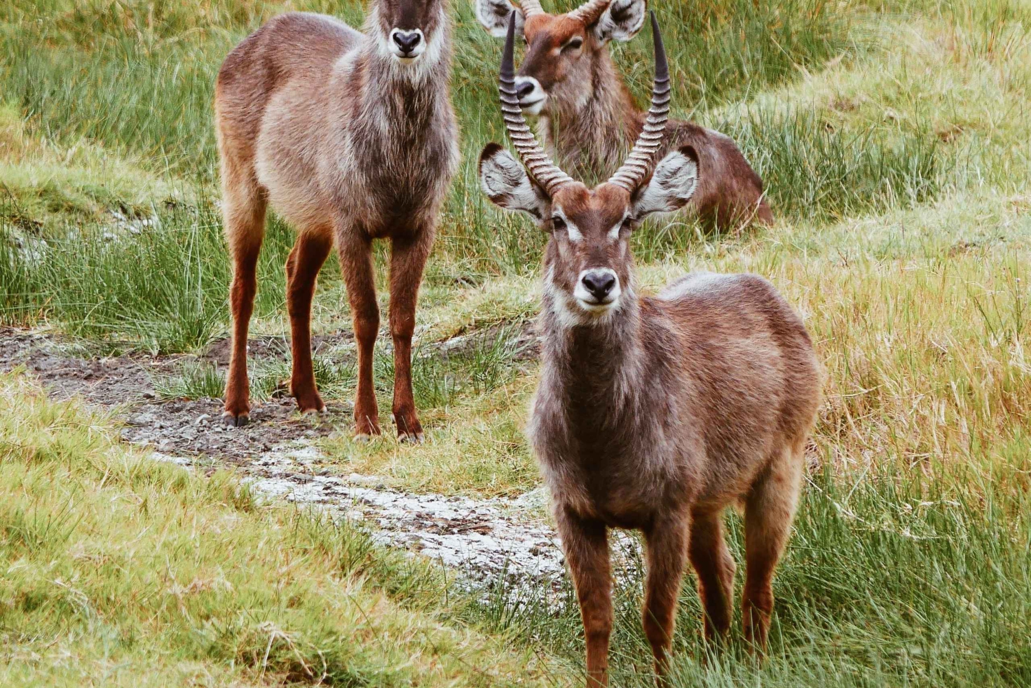 ツァボ・イーストで最高の2日間のアドベンチャーサファリをお楽しみください