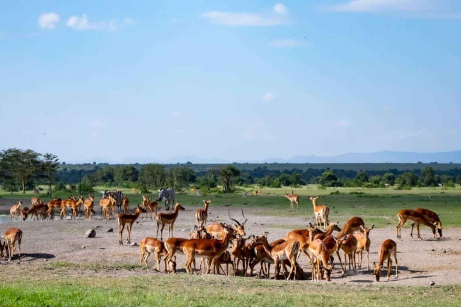 Nairobi nasjonalpark: 5-timers guidet safari + gratis henting