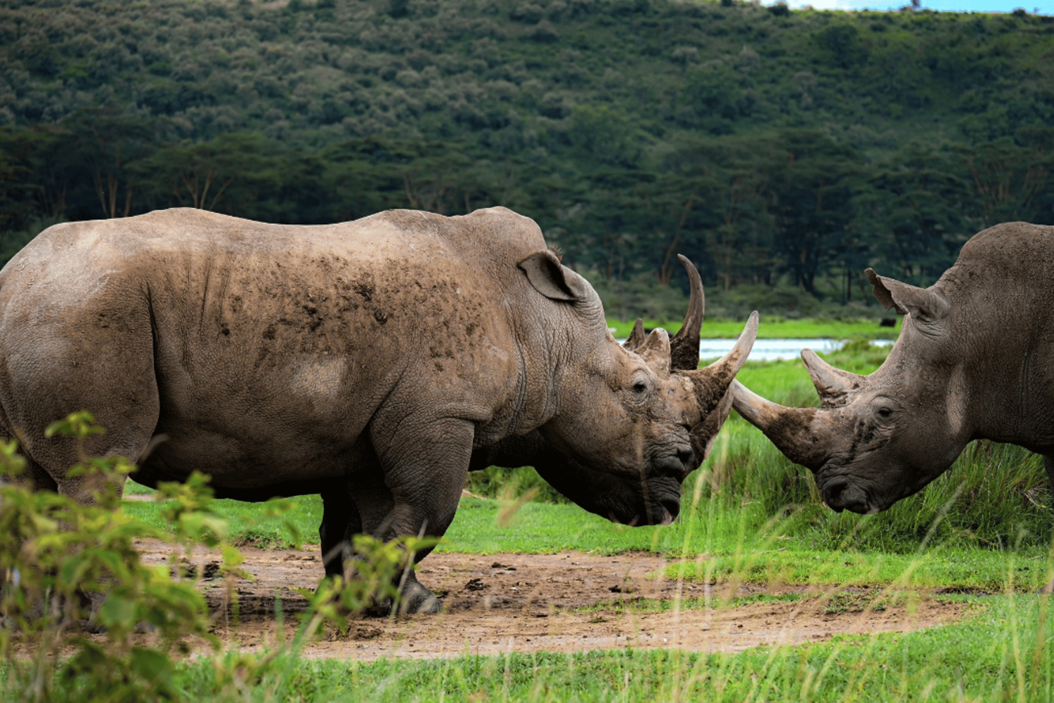 Park Narodowy Nairobi, Sheldricks i Centrum Żyraf + odbiór