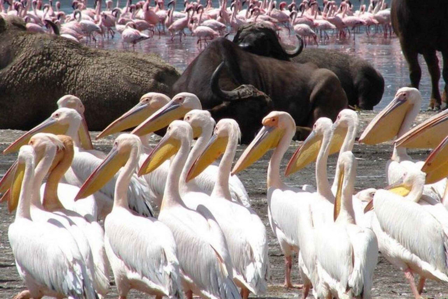 Circuit de 2 jours : lac Nakuru, Hell's Gate et lac Naivasha