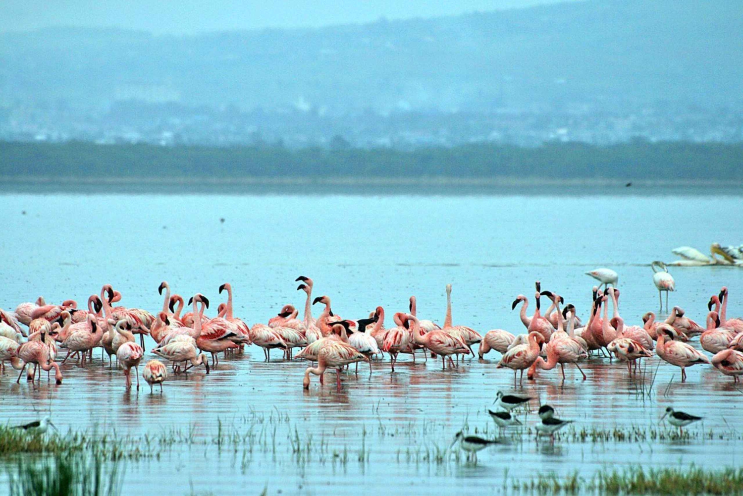 2 Daagse boottocht naar Lake Nakuru en Lake Naivasha