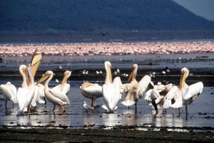2 Daagse boottocht naar Lake Nakuru en Lake Naivasha