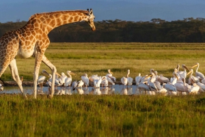 2 Daagse boottocht naar Lake Nakuru en Lake Naivasha