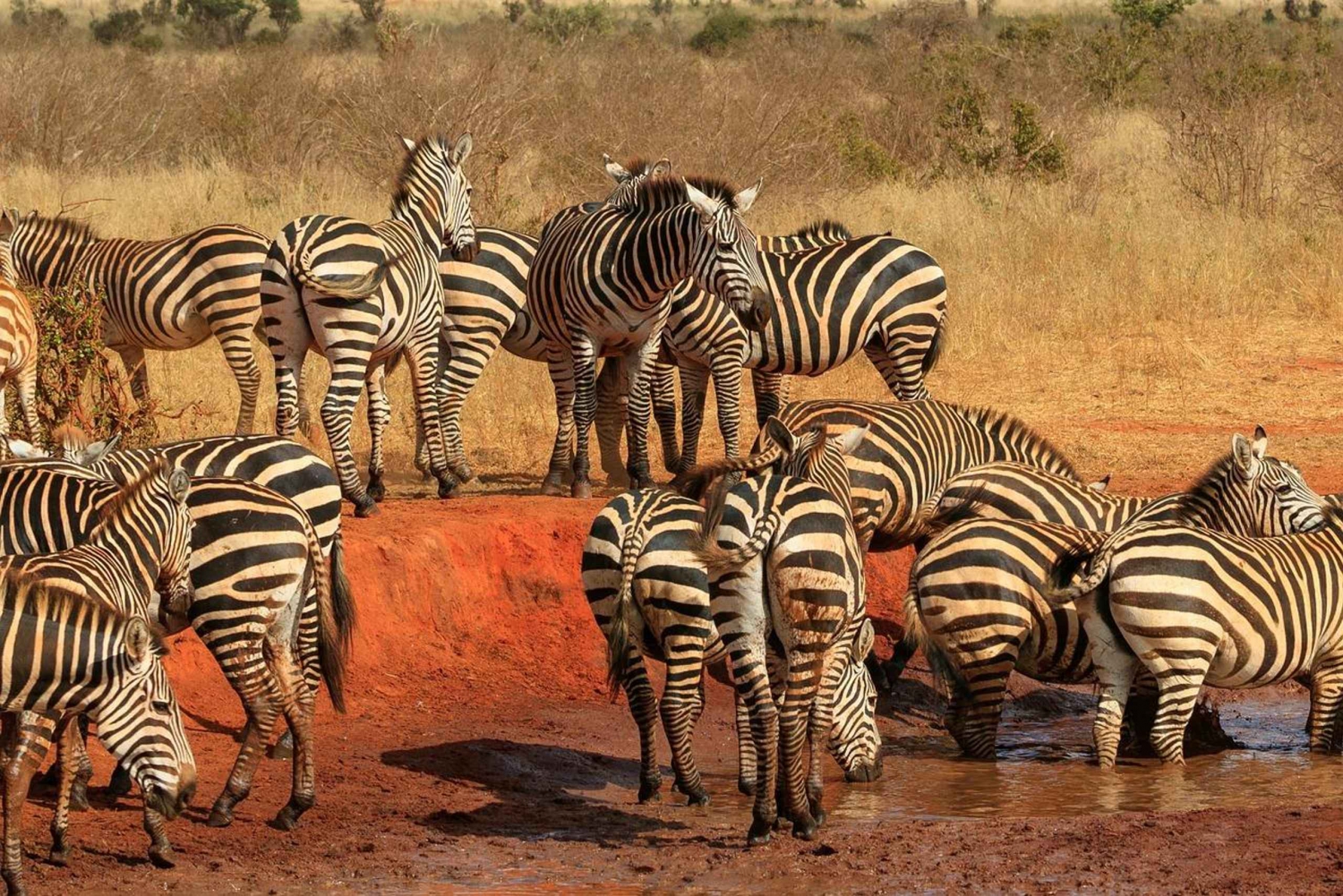 Safari de 2 días por el Parque Nacional de Tsavo Oriental