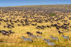Pacote de 2 dias de Safari Voador em Masai Mara
