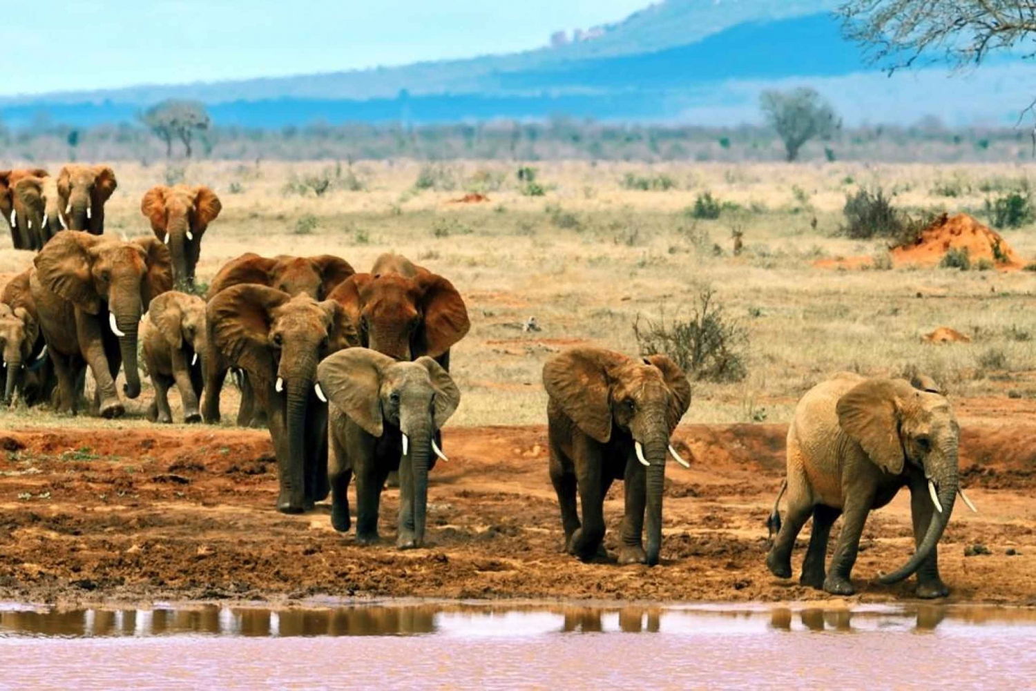Safari de vida selvagem de 2 dias no Parque Tsavo Este e Tsavo Oeste