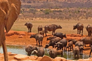 Safari en camping de 3 jours dans le parc national d'Amboseli en Jeep 4x4