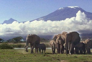 Safari en camping de 3 jours dans le parc national d'Amboseli en Jeep 4x4