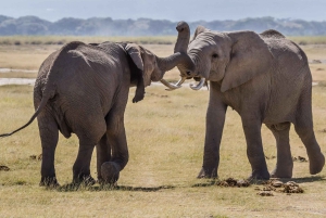 Safari en camping de 3 jours dans le parc national d'Amboseli en Jeep 4x4