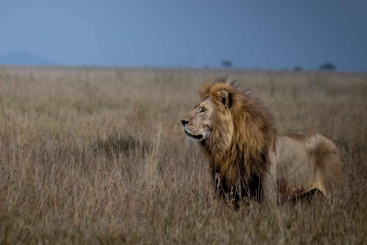 3-Day Serengeti Safari from Nairobi