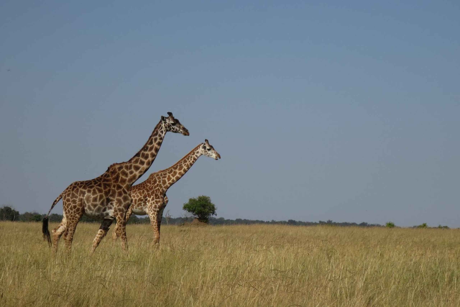 3-Day Small Group Safari to Maasai Mara: Adventure Awaits