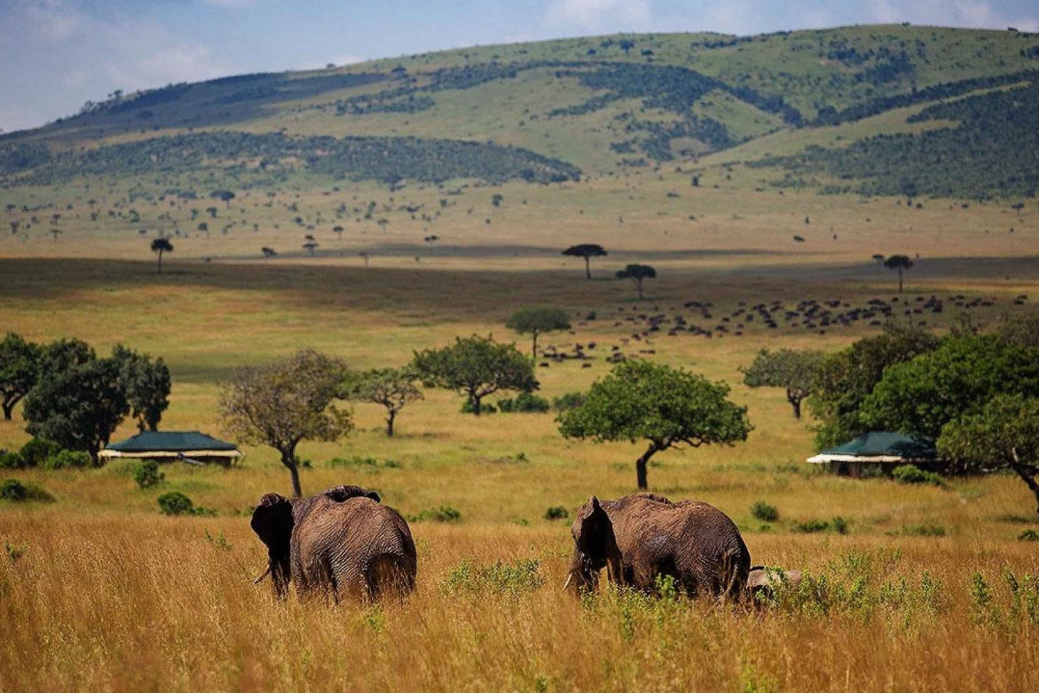 Tour privato di 3 giorni e 2 notti nel Maasai Mara
