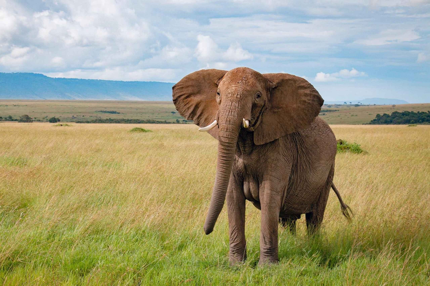ナイロビ発マサイマラサファリ3日間ツアー