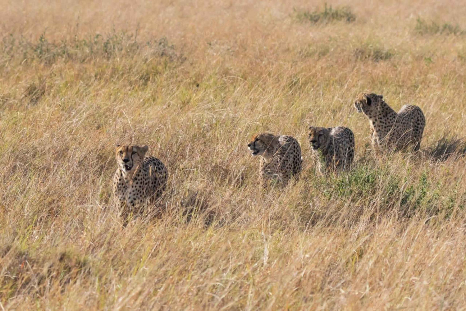 safari de 3 días en masai mara