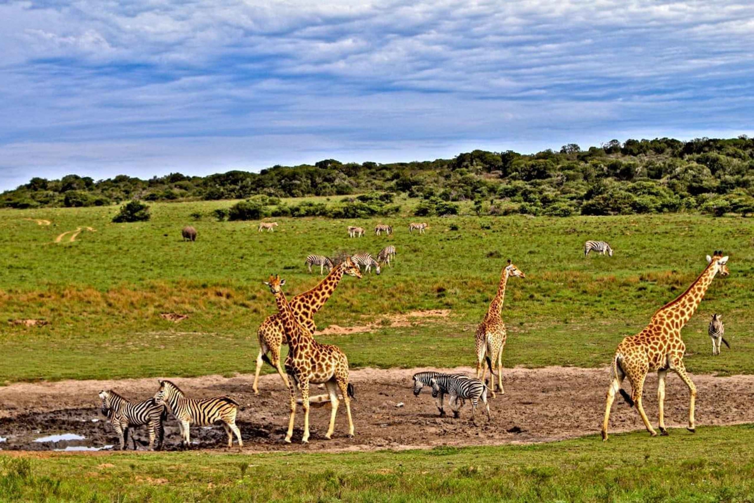3 jours de safari Tsavo East et Saltlick au départ de Diani/Mombasa