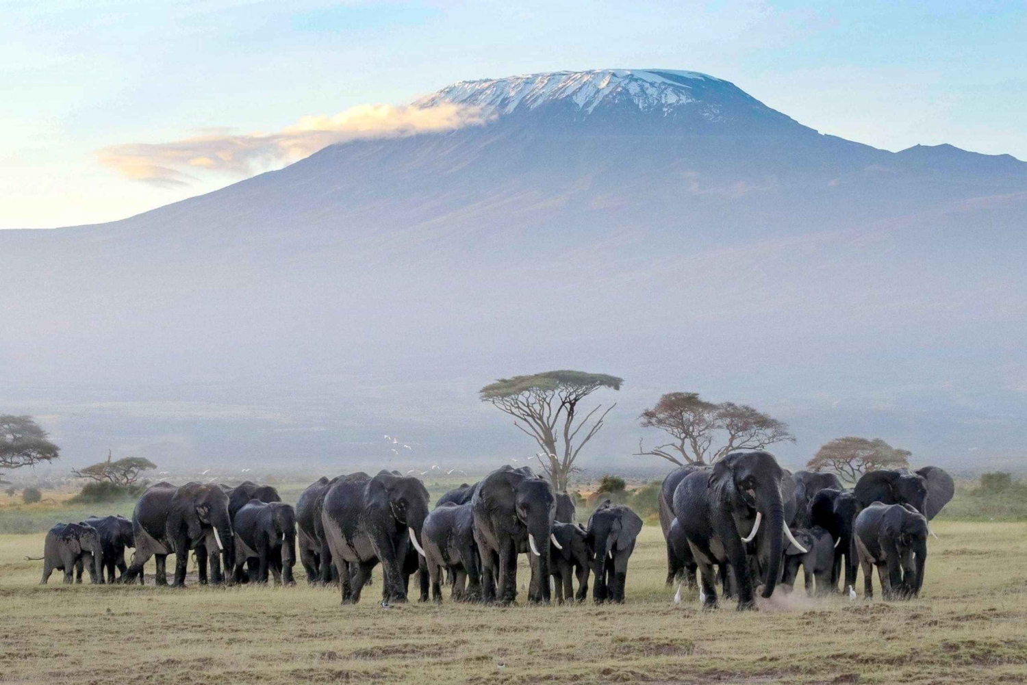 4-dagars mellanstor Amboseli/Tsavo West/Tsavo East Safari