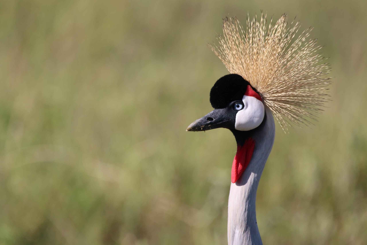 4 Day Tanzania Safari Starting from Zanzibar