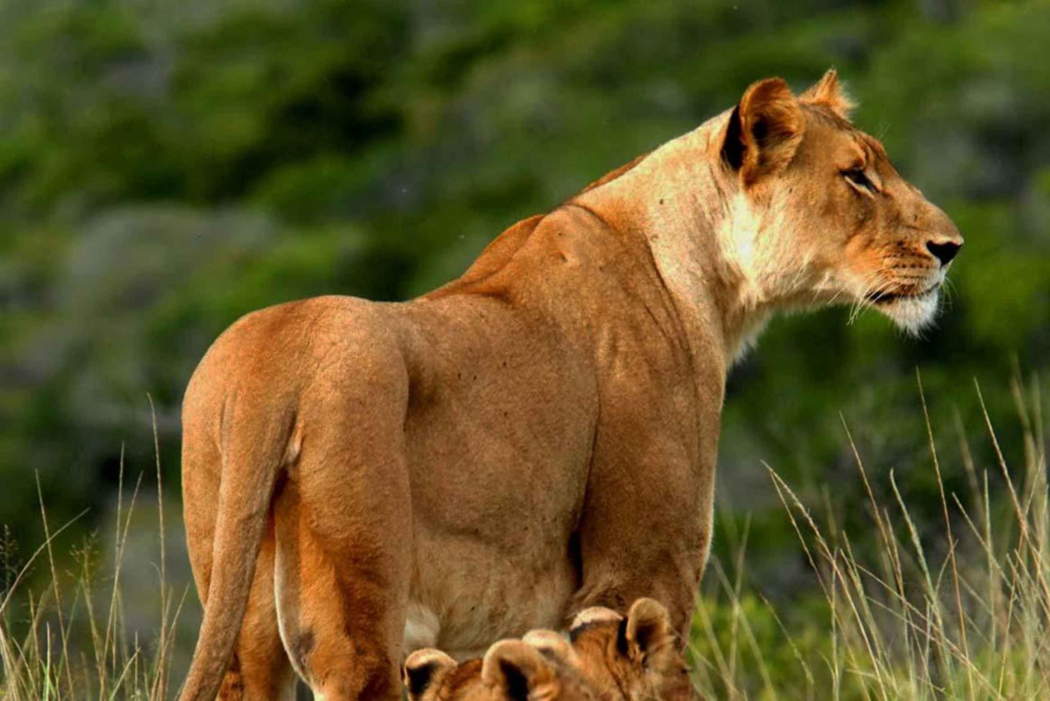 4 dage i Tsavo Øst/Vest og Amboseli Nationalpark fra Mombasa