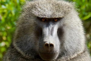 5日間のケニア山：チョゴリア～ナルモロルートの冒険的なトレッキング。