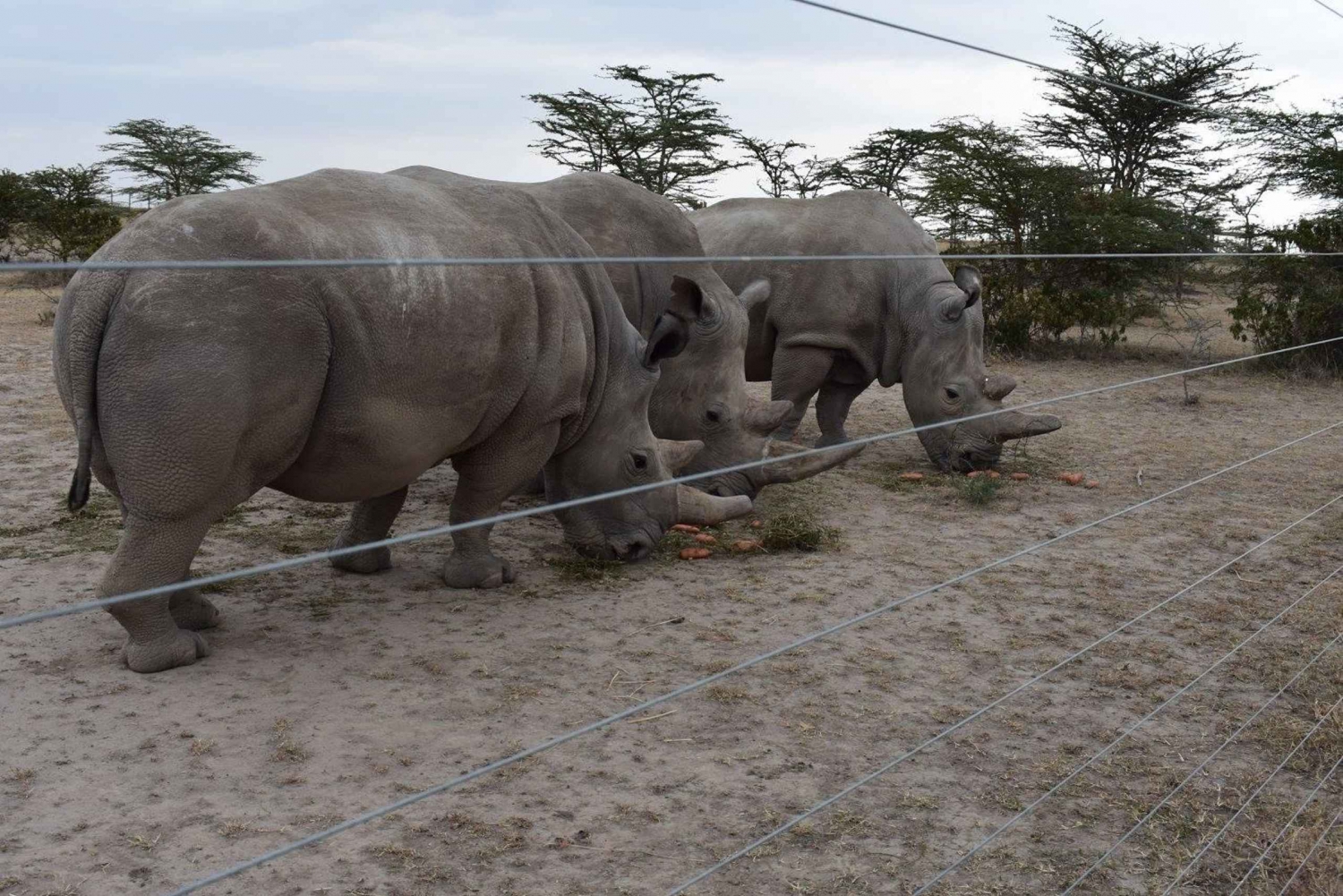 5-dages/4-nætters safari til Samburu og Ol Pejeta Conservancy