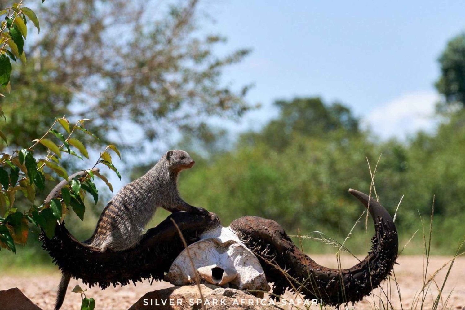 5 Days Gorilla Trek Chimpanzee Bwindi Lake Bunyonyi Entebbe