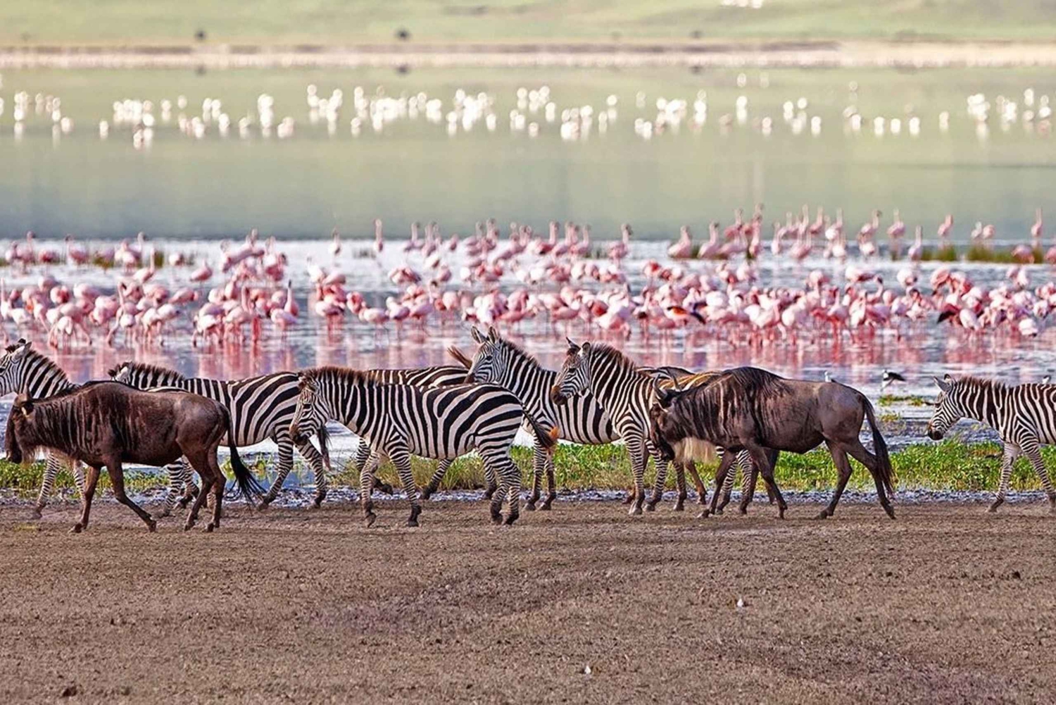 5 dagers gruppesafari i Serengeti, Ngorongoro og Tarangire