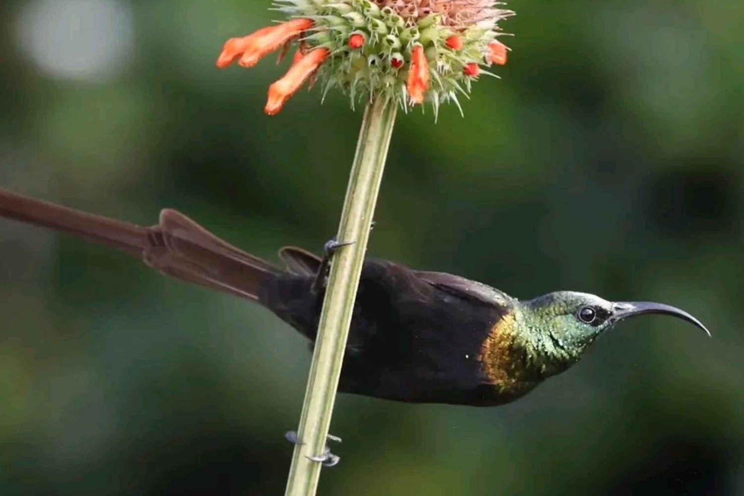 ナイロビ国立公園での6時間のバードウォッチング