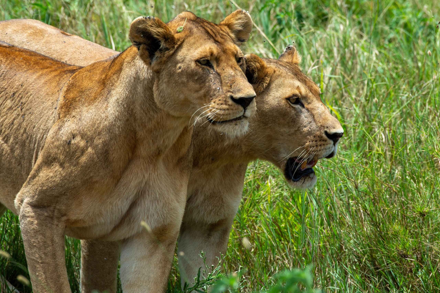 Safari de 7 dias com migração de gnus e cultura