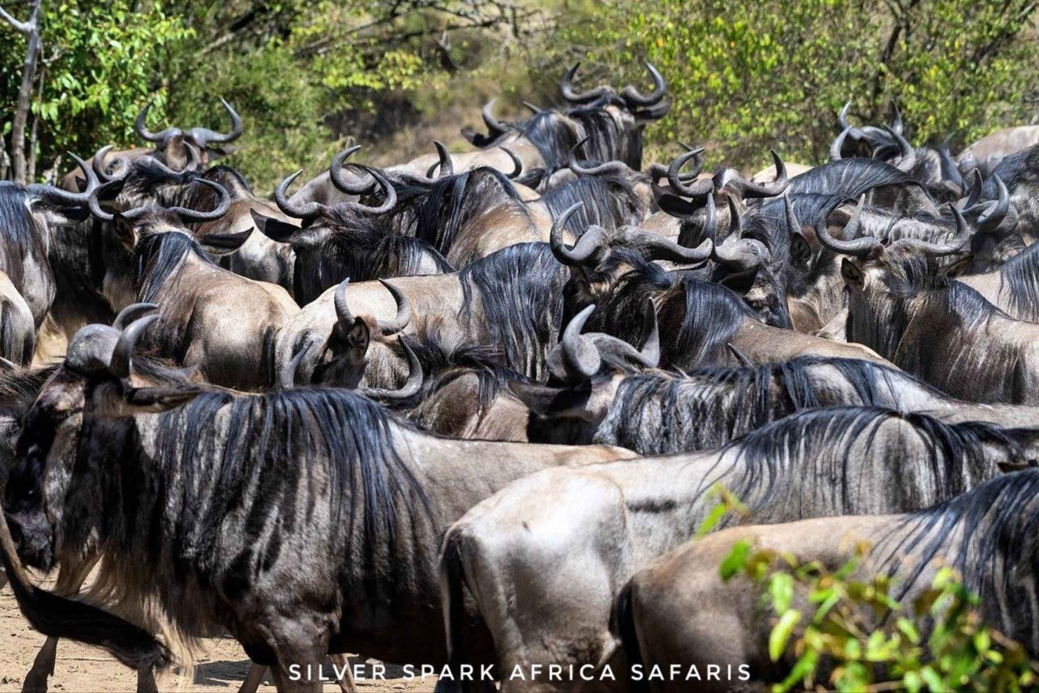 Excursão de 8 dias ao Parque Amboseli, Lago Nakuru e Parque Maasai Mara