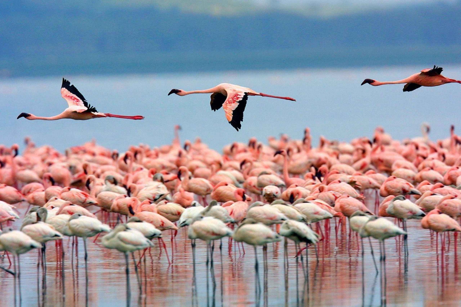 Eine Tagestour; Lake Nakuru Nationalpark und Naivasha Bootsfahrt