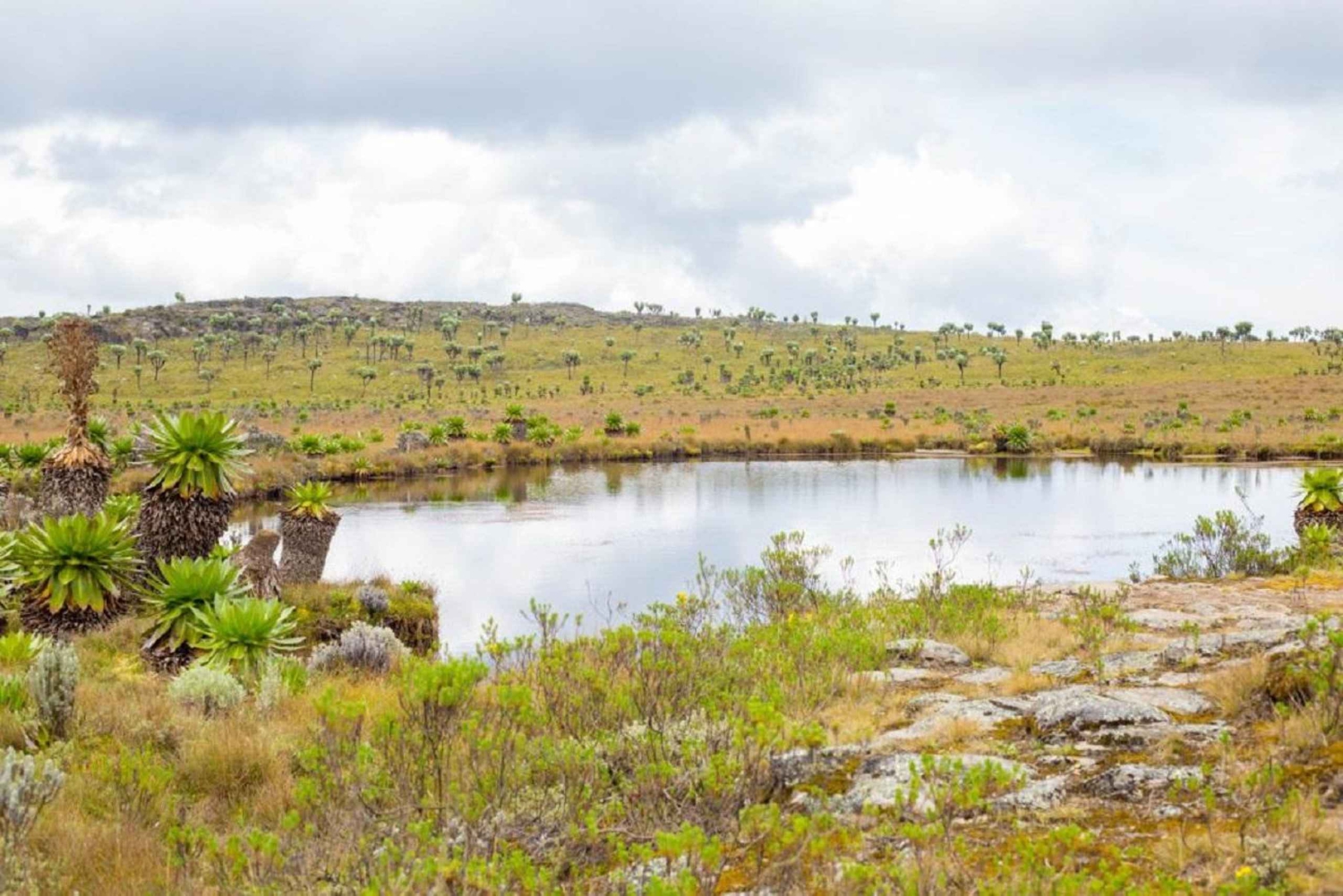 Aberdares: wycieczka z przewodnikiem po siedmiu stawach z pięknymi widokami