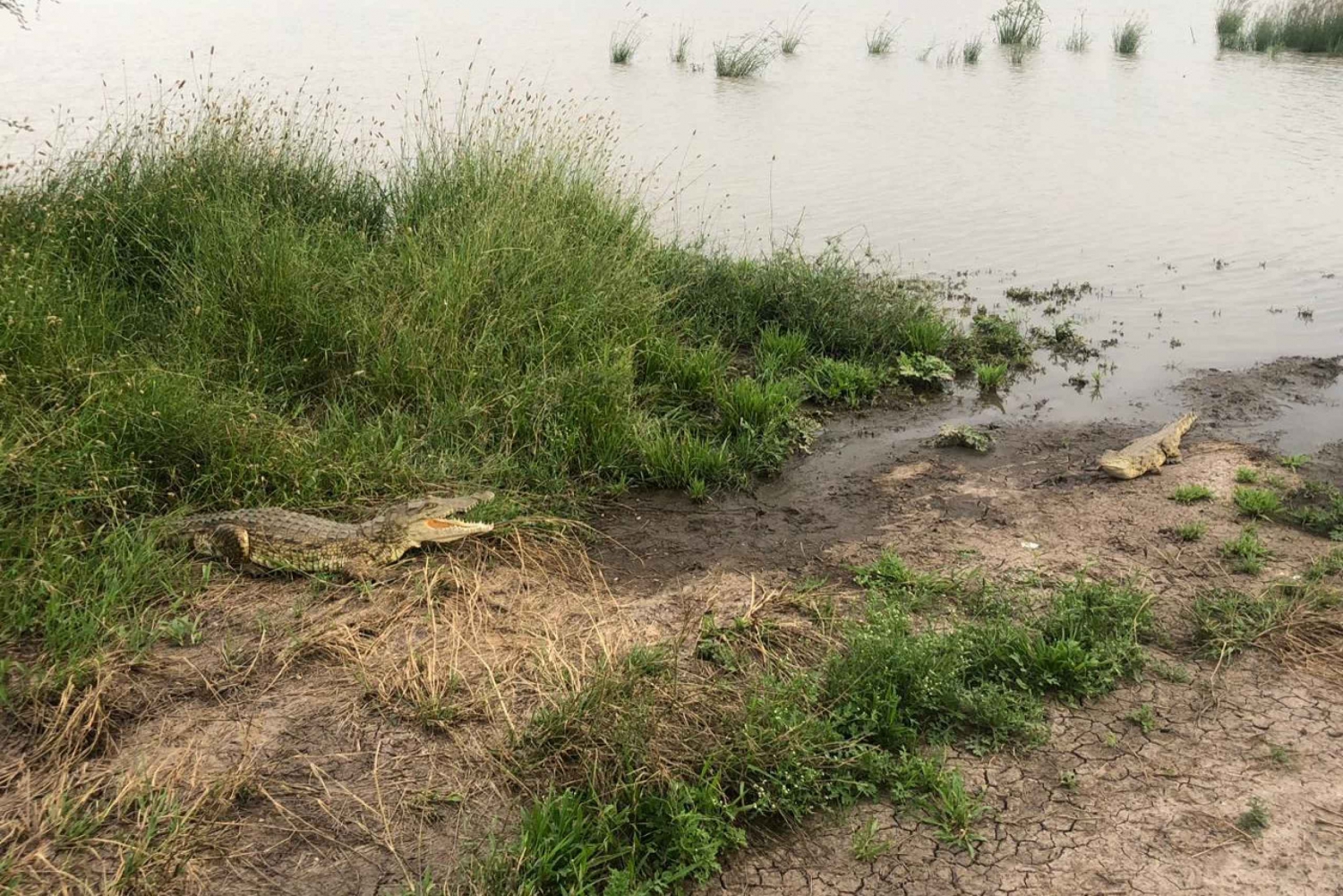 Amboseli; safári de 2 dias no parque Amboseli saindo de Nairóbi.