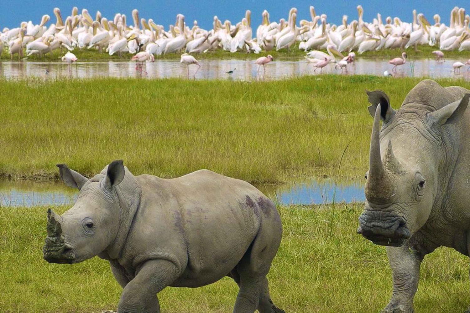 Amboseli och Lake Naivasha Safari: En 5-dagars naturskön äventyrsresa