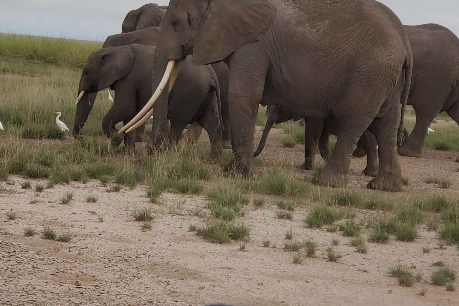 Wycieczka 1-dniowa do Amboseli – widok na Kilimandżaro