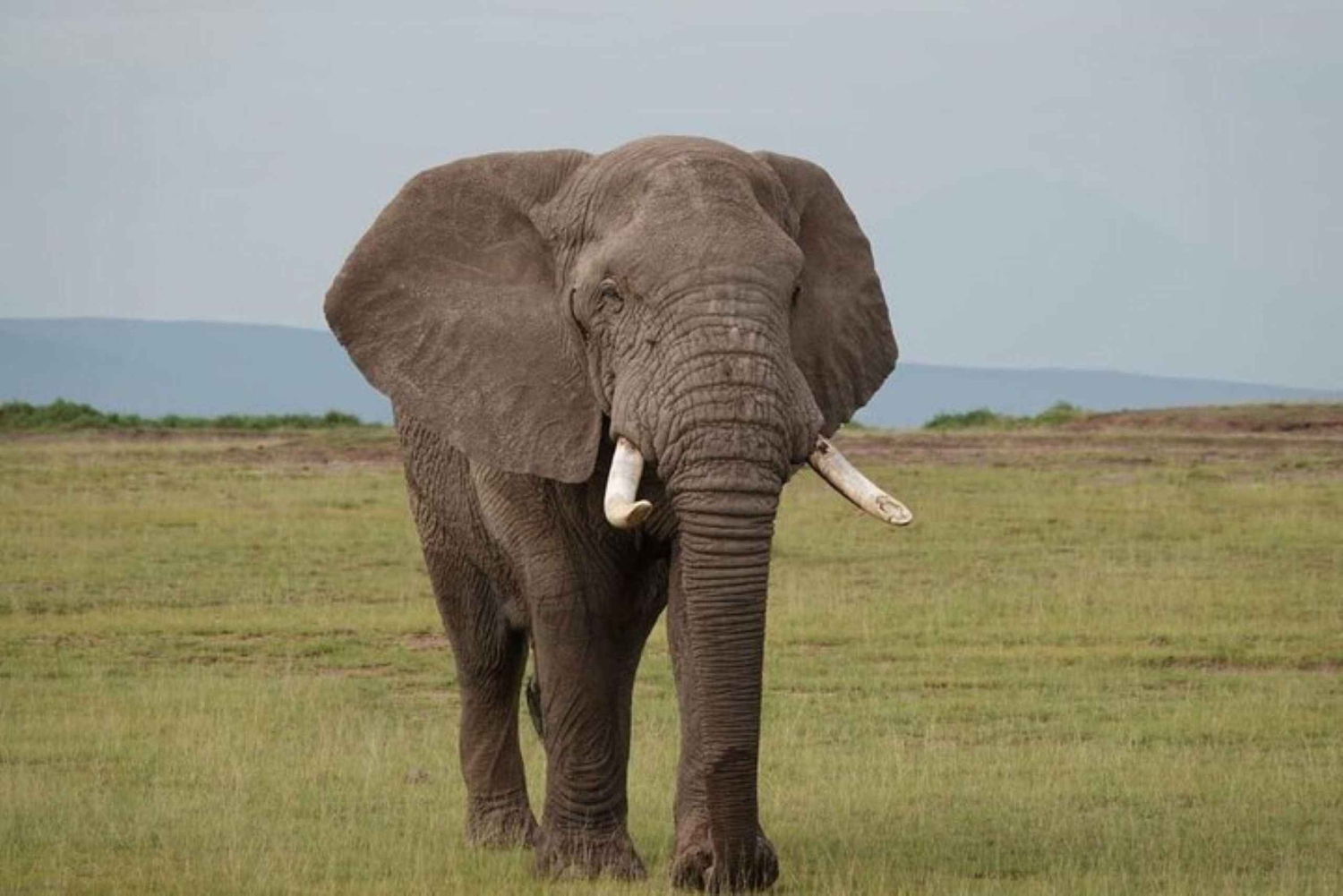Dagsafari till Amboseli National Park från Nairobi med lunch