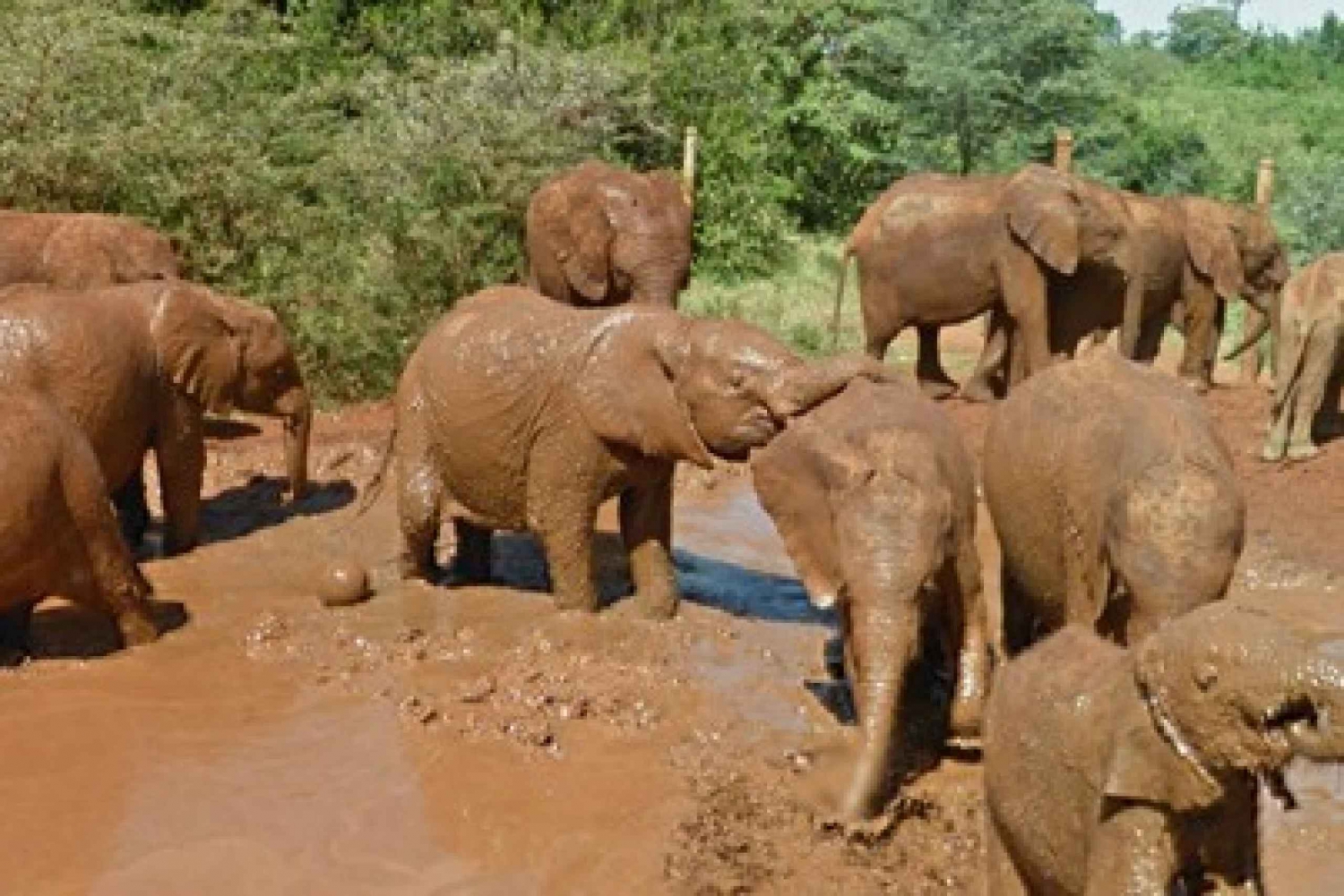 Dagsutflykt till Amboseli National Park från Nairobi