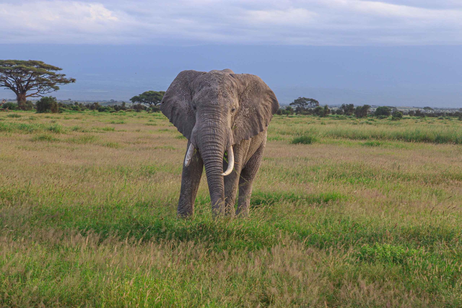 Parque Nacional de Amboseli: excursión de un día desde Nairobi en un jeep 4x4.