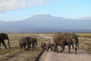Amboseli: Tre dages safari