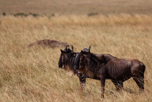 Amboseli: Tre dages safari