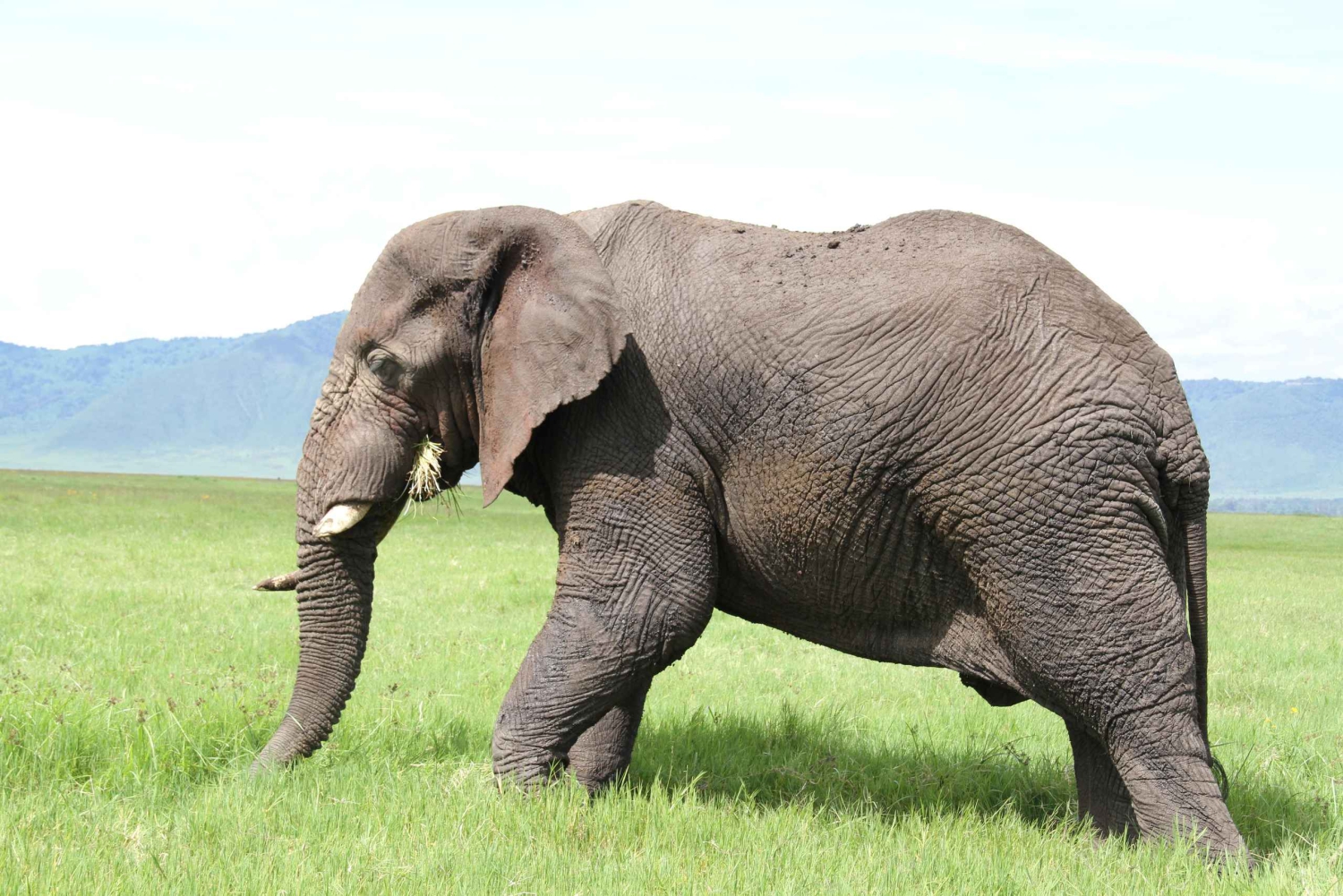 Arusha: 5-tägige Safari nach Tarangire, Ngorongoro und Serengeti