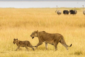 Аруша: 7-дневное сафари в Танзании с проживанием