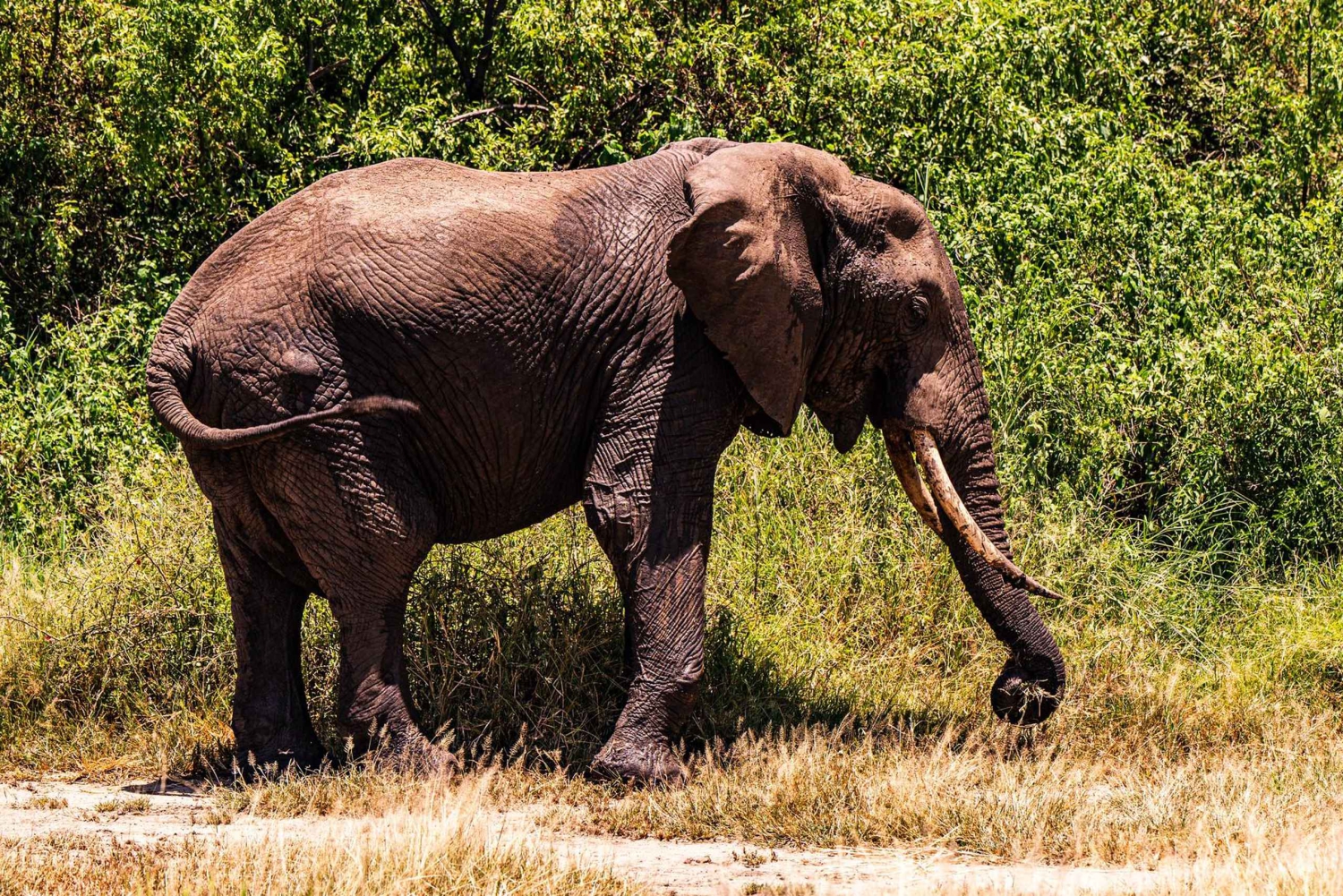 Arusha:Safari de 7 dias Descobre a verdadeira África a partir do LagoManyara