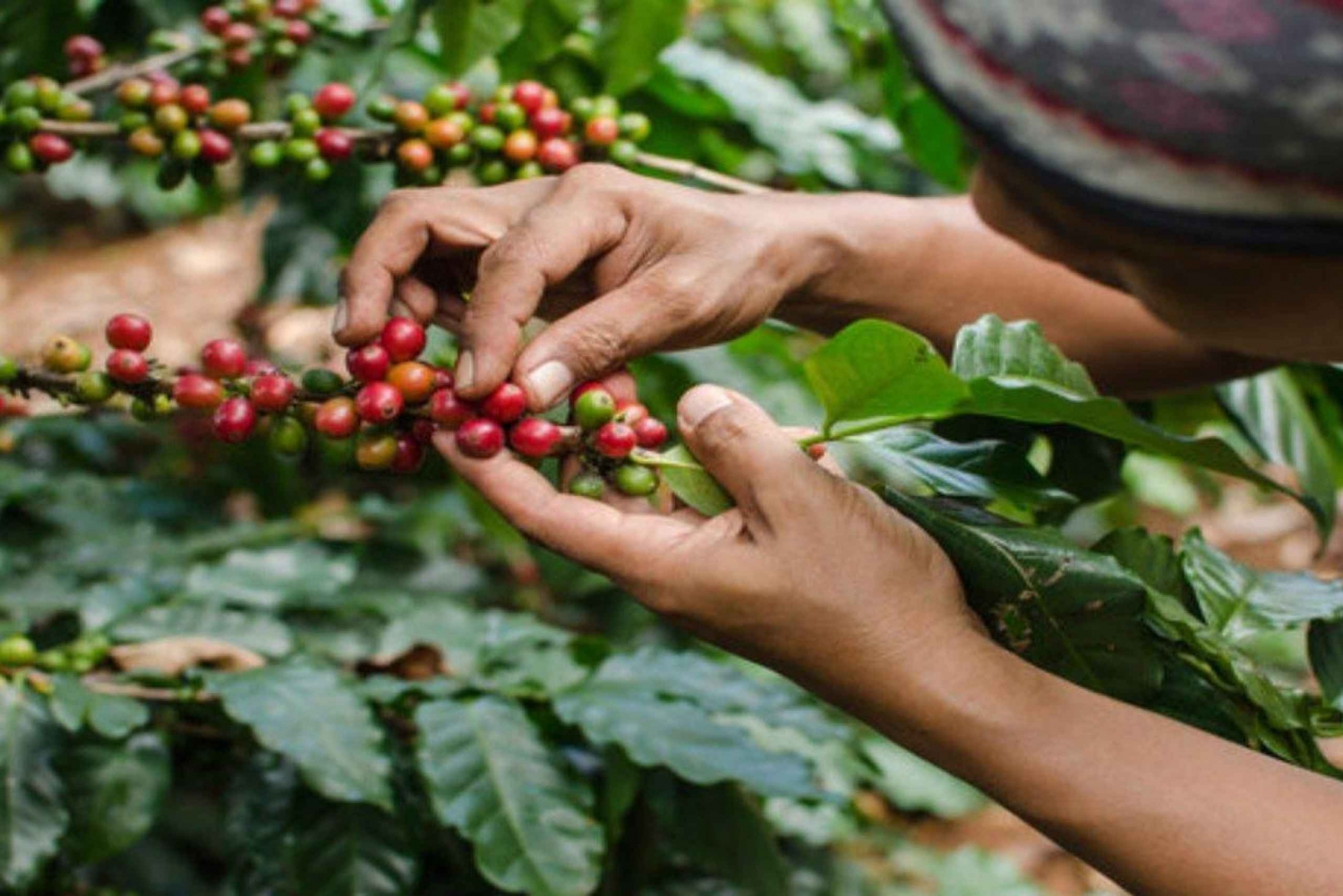Rundtur på kaffeodling (Fairview)