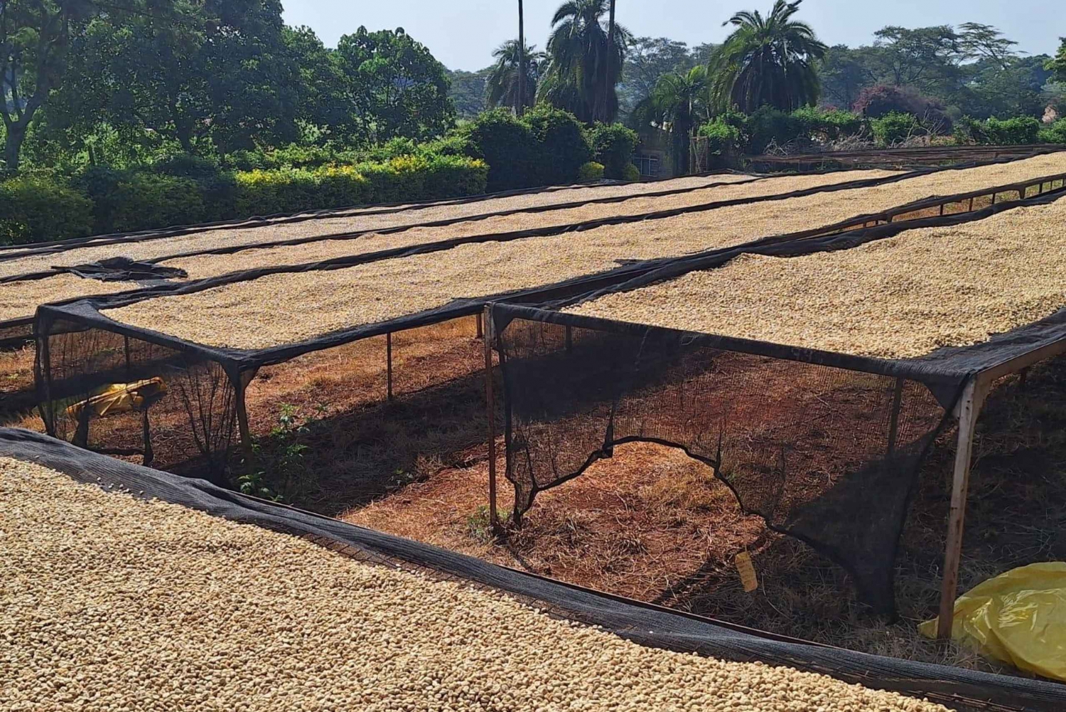 Nairobi: Fairview kaffefarmtur med afhentning