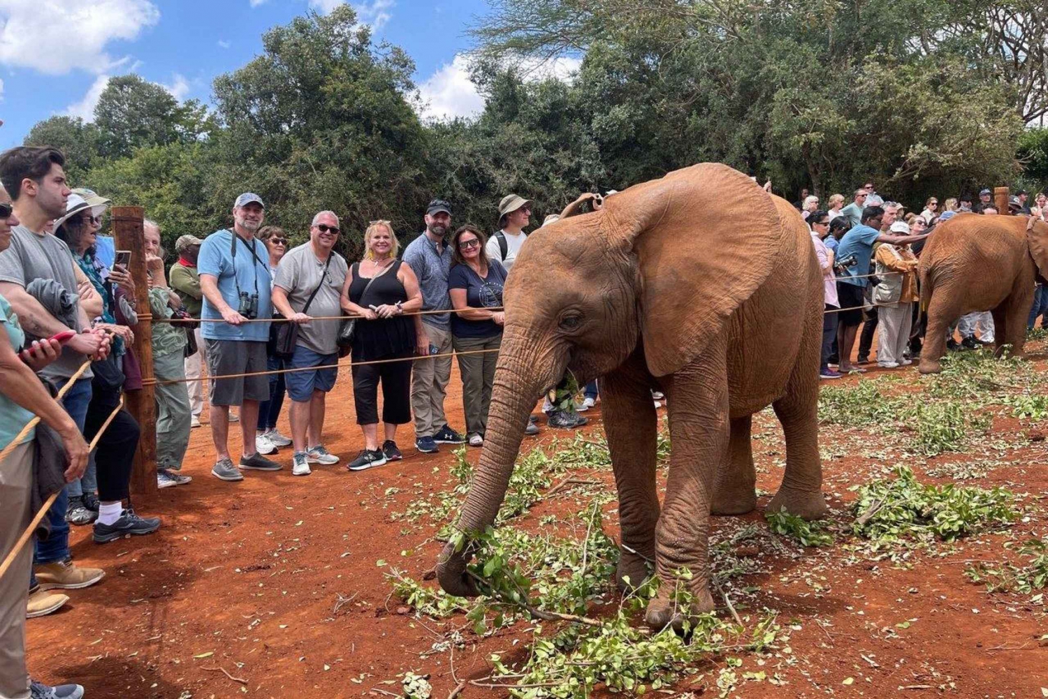 David Sheldrickin norsujen orpokotikierros