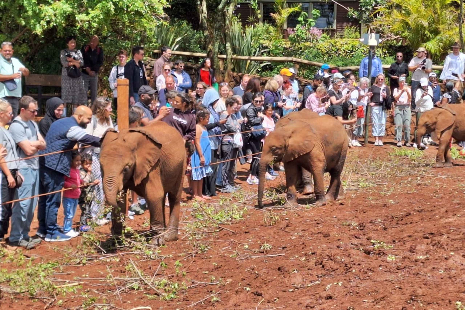 Passeio ao orfanato de elefantes do David Sheldrick Wildlife Trust