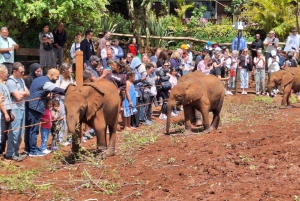 Passeio ao orfanato de elefantes do David Sheldrick Wildlife Trust
